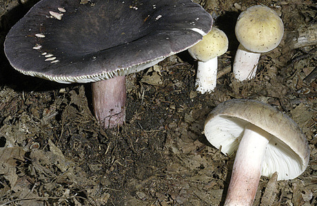 Violettstieliger Brätlingstäubling (Russula violeipes) - © Heinz Prelicz